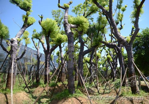   4月初从南街移植至南屿苗地的行道树，已基本成活