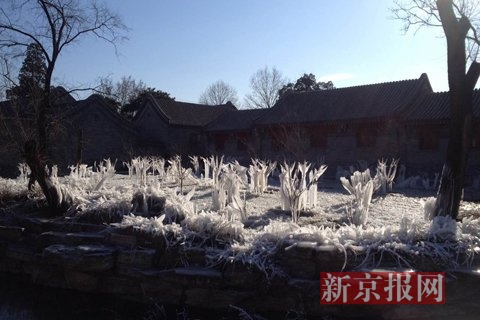 北京大学现“冰林”奇妙景观　引学生围观(组图)