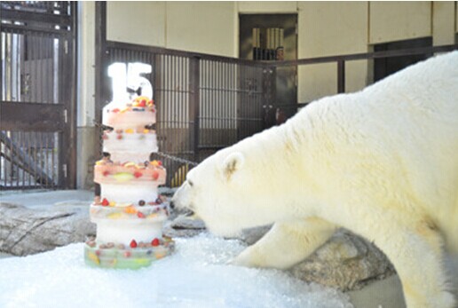日本一动物园为北极熊庆生 准备5层冰块水果蛋糕