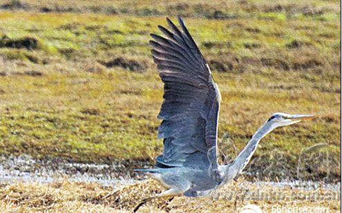 白鹭飞进龙岩汀江国家湿地公园　解密背后的故事