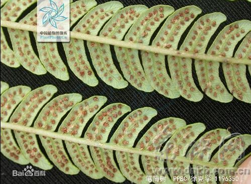 琅岐岛首现2株“活化石”笔筒树 身世、年龄是谜