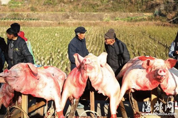 三明大田举办“赛猪大会”　“猪王”肉一肉难求