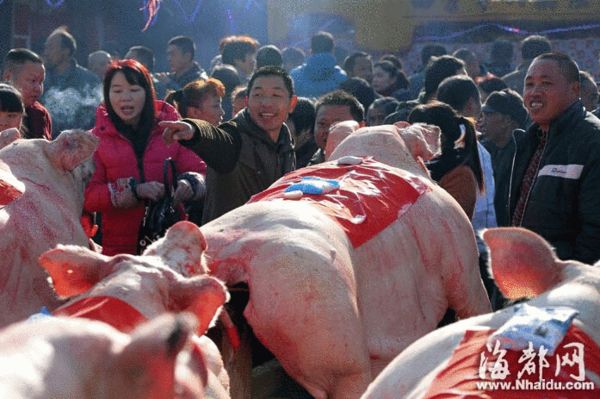 三明大田举办“赛猪大会”　“猪王”肉一肉难求