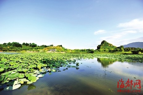 福州大学旗山校区天然湖蓄水　吸引大批白鹭觅食