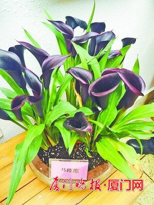 黑色马蹄莲现厦门植物园 据称全球只有8种黑色花