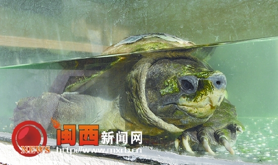 龙岩永定有只400岁鹰嘴龟　一次能吃1公斤肉(图)