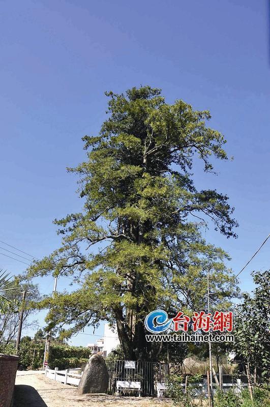 荣获“福建树王”　漳平千年水松王绿意盎然(图)