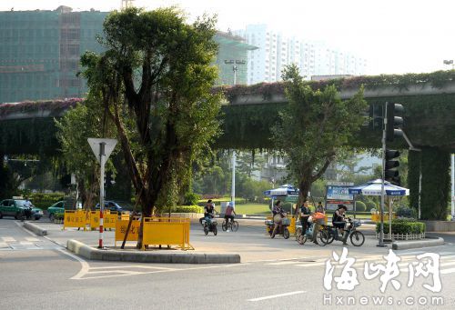 福州：安全岛再种大树　为城市添绿意市民收清凉