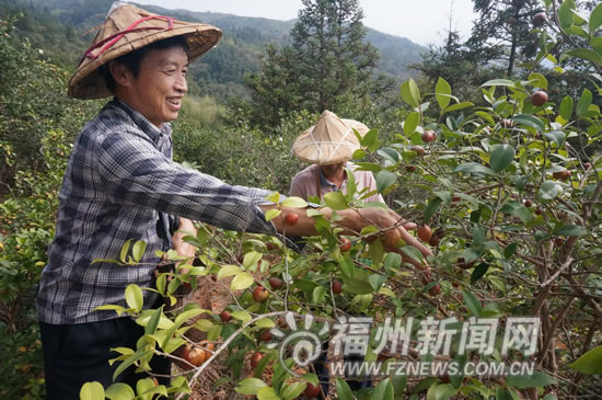 永泰祥銮油茶“翻身”记  发展壮大林业经济(图)