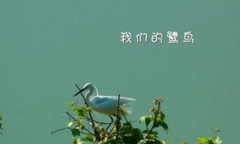 尤溪纪录片《我们的鹭鸟》获国际电影节大奖
