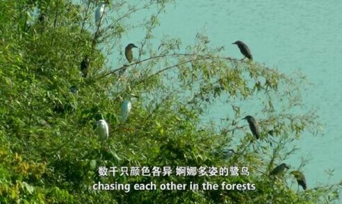 尤溪纪录片《我们的鹭鸟》获国际电影节大奖