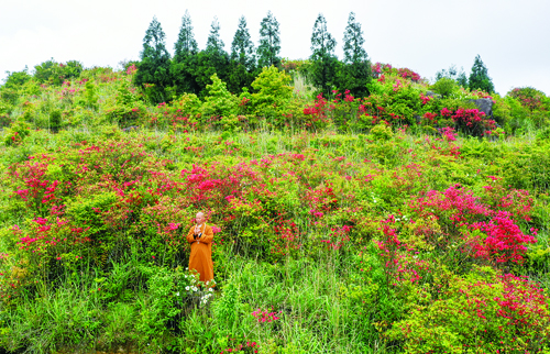 抓住春天的尾巴， 来大湖这片杜鹃花海拍出“网红”照