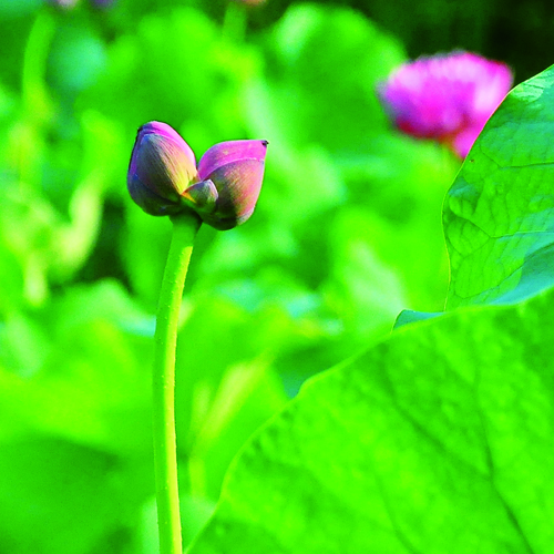 民俗园并蒂莲花开