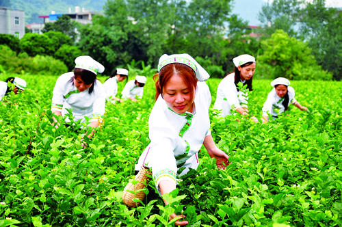 家乡的茉莉花