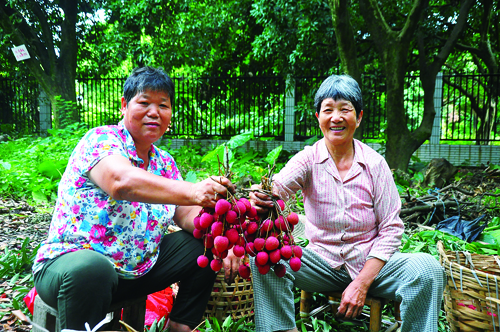 荔枝飘香时  农户采摘忙