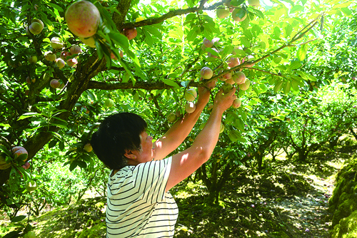 廷坪千亩李子园喜获丰收