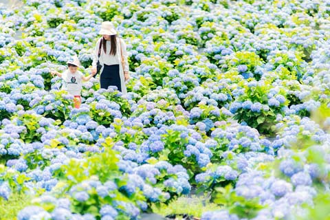 省摄影家协会采风团走进“绣山花谷”