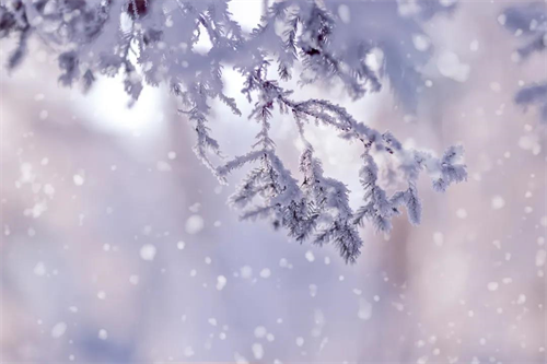 网络中国节•大雪丨今日大雪
