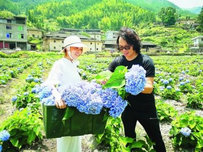 “鲜花经济”助力乡村振兴