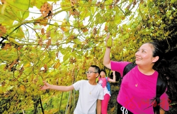 闽侯洋里佛手瓜农旅节　火热开场