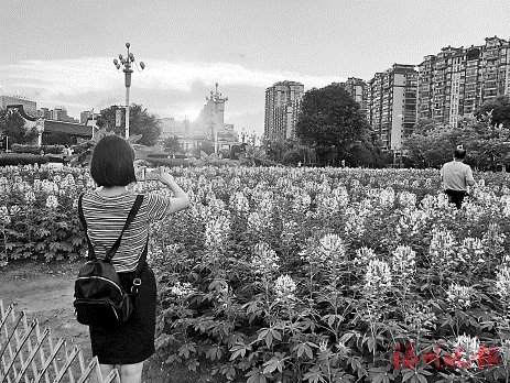 1.7万株醉蝶花盛开　铺织艳丽“花毯”