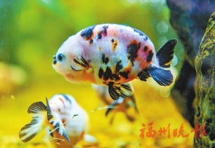 欢喜奇妙夜　多彩古风街