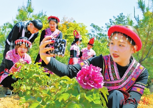 “村花”牡丹开　托起振兴梦