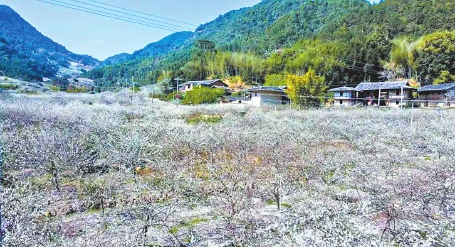 冬去千山醒　春来百花开