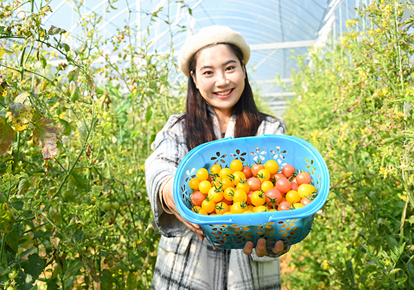 五彩小番茄“甜蜜”上市
