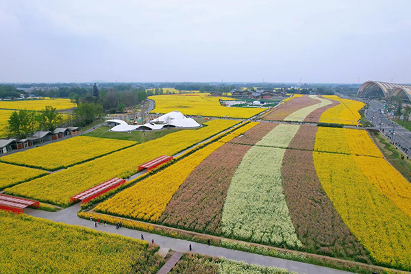 鸿尾五彩油菜花春节绽放