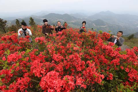 映山杜鹃春来早 乡村振兴画卷新
