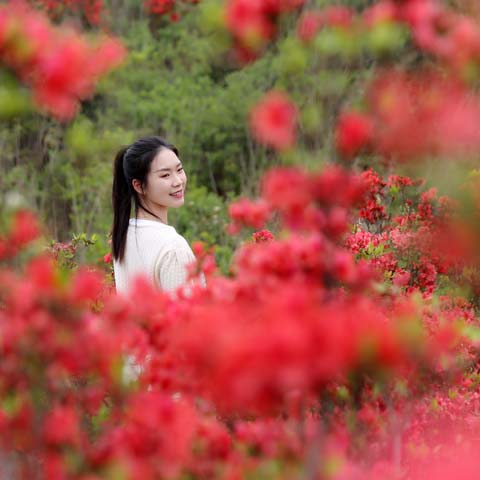 映山杜鹃春来早 乡村振兴画卷新