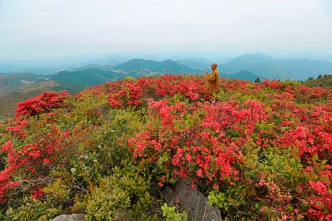 映山杜鹃春来早 乡村振兴画卷新