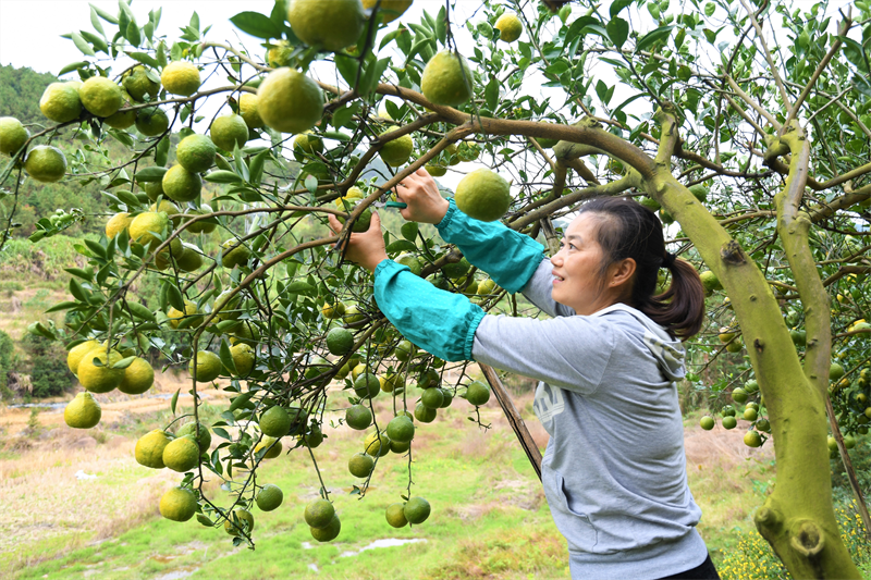 “苦橘”这么好，你还不知道？快来洋里岭兜尝尝鲜