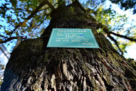 元格村百年枫树红了！一起去看“醉”美“枫”景