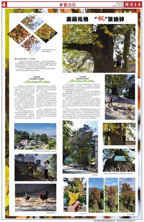 元格村百年枫树红了！一起去看“醉”美“枫”景
