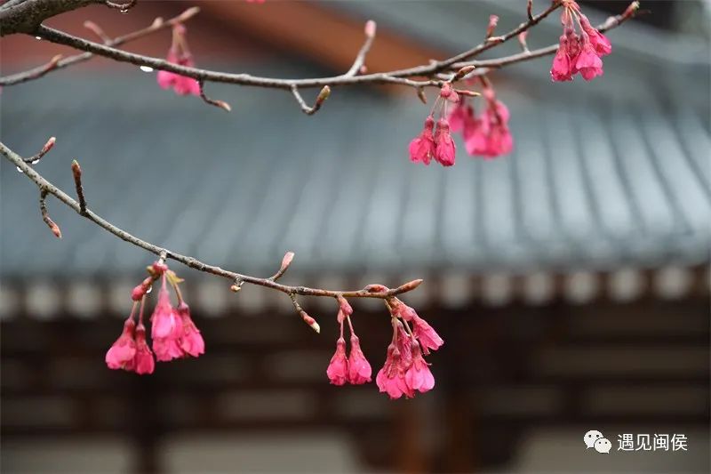 “梅”不胜收！大湖雪峰寺成片“梅”景，等你来赏