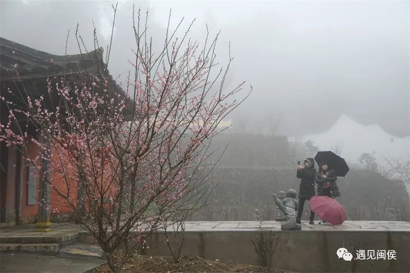 “梅”不胜收！大湖雪峰寺成片“梅”景，等你来赏