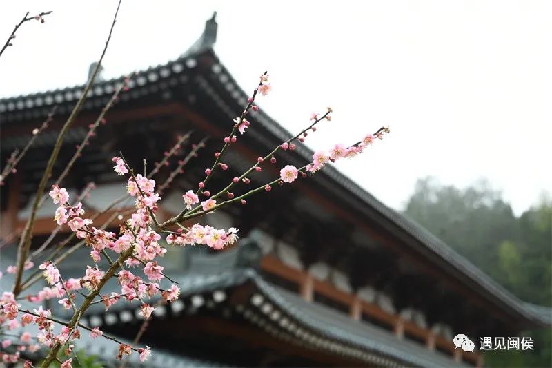 “梅”不胜收！大湖雪峰寺成片“梅”景，等你来赏