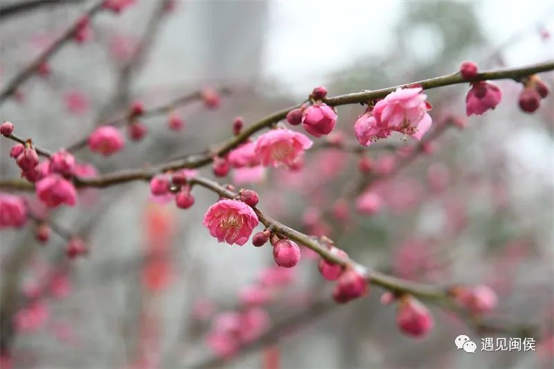 “梅”不胜收！大湖雪峰寺成片“梅”景，等你来赏