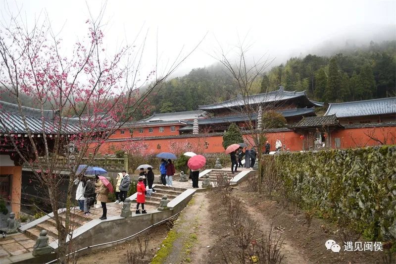 “梅”不胜收！大湖雪峰寺成片“梅”景，等你来赏