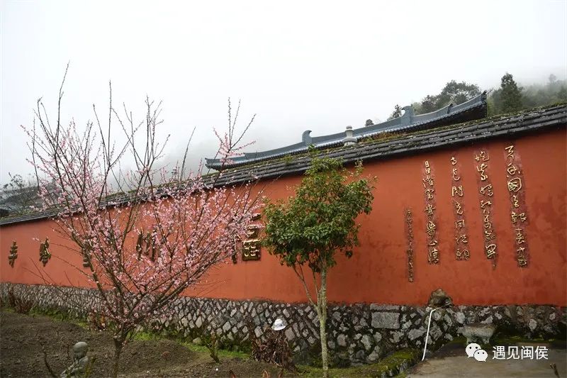 “梅”不胜收！大湖雪峰寺成片“梅”景，等你来赏