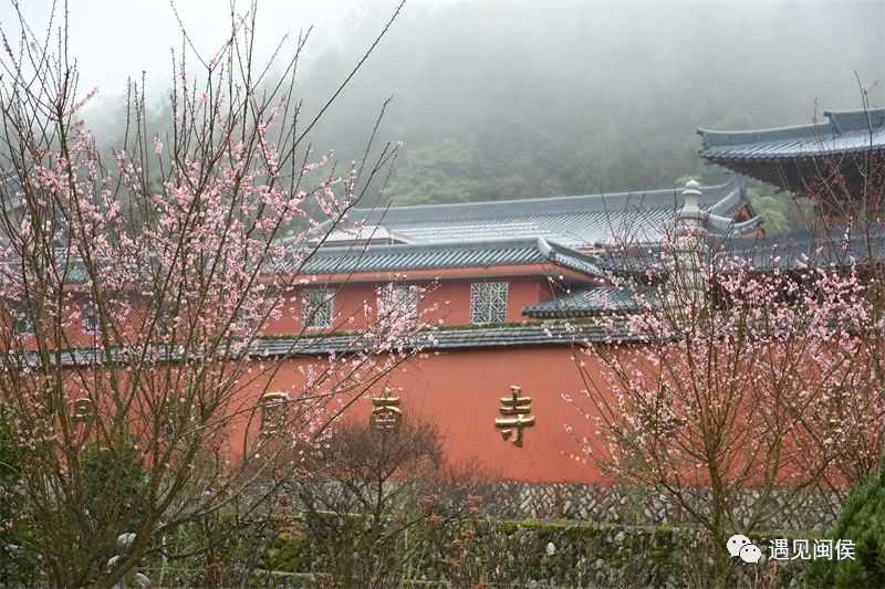 “梅”不胜收！大湖雪峰寺成片“梅”景，等你来赏
