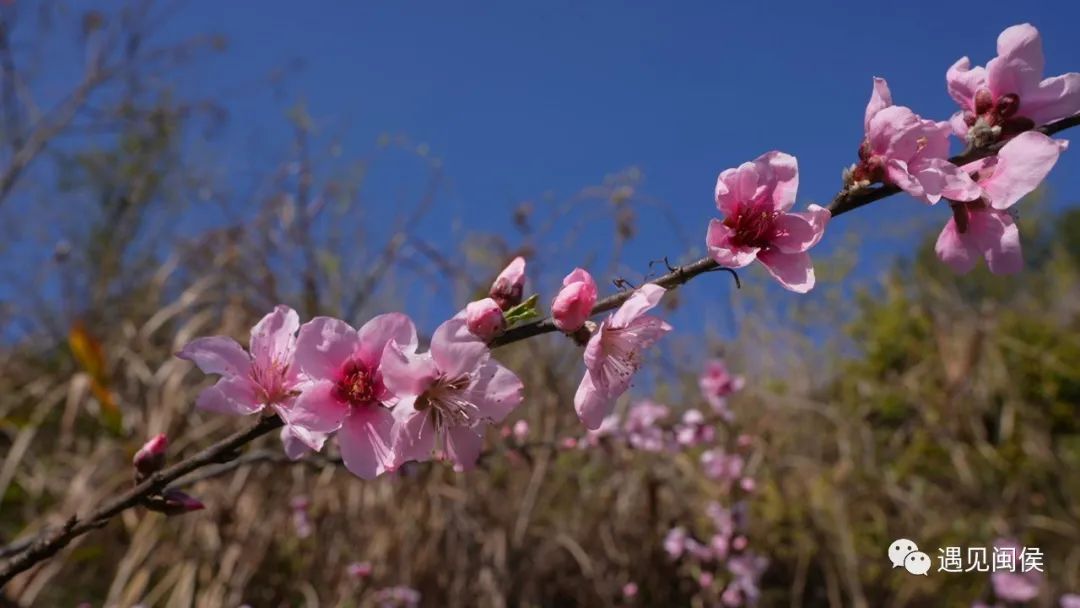 看闽侯丨想看“花花世界”？安排！