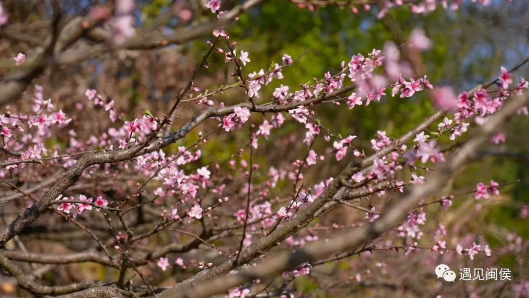 看闽侯丨想看“花花世界”？安排！