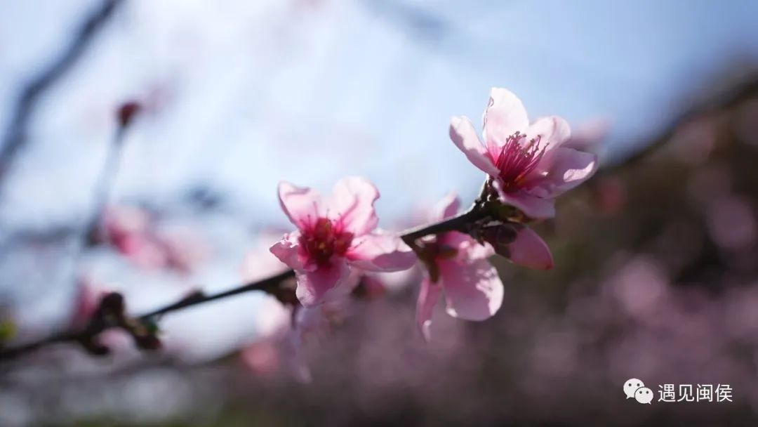 看闽侯丨想看“花花世界”？安排！