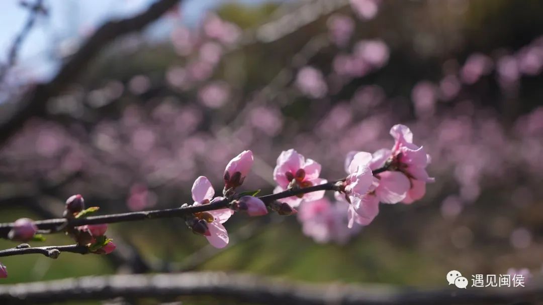 看闽侯丨想看“花花世界”？安排！