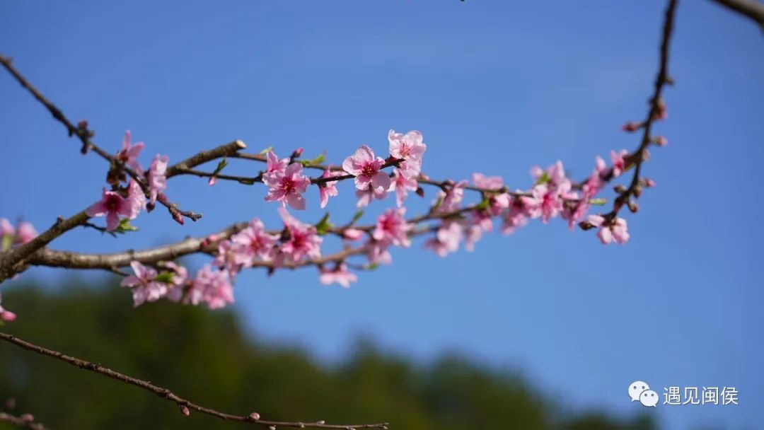 看闽侯丨想看“花花世界”？安排！