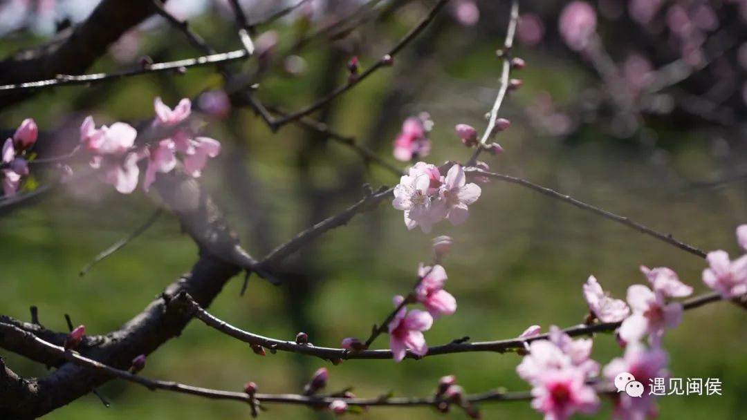 看闽侯丨想看“花花世界”？安排！