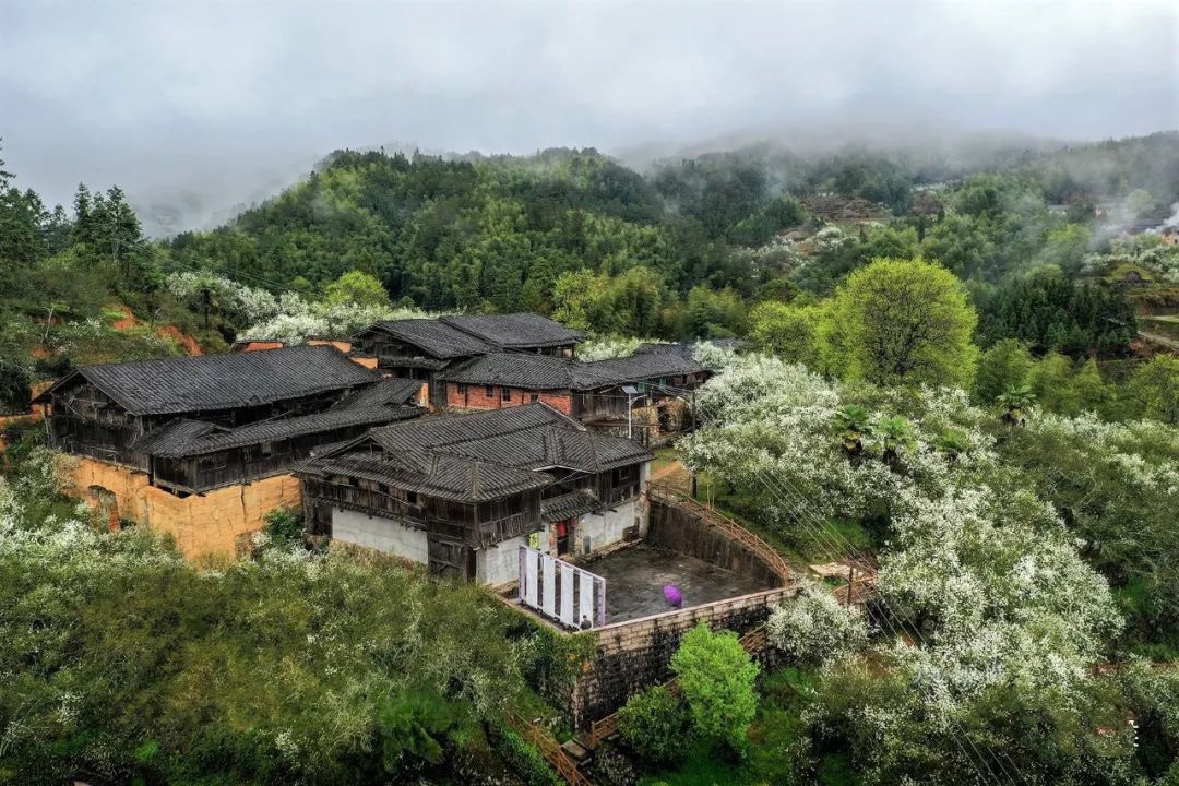 春天下雪？叹为观“枳”！